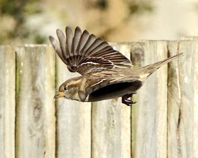 house sparrow